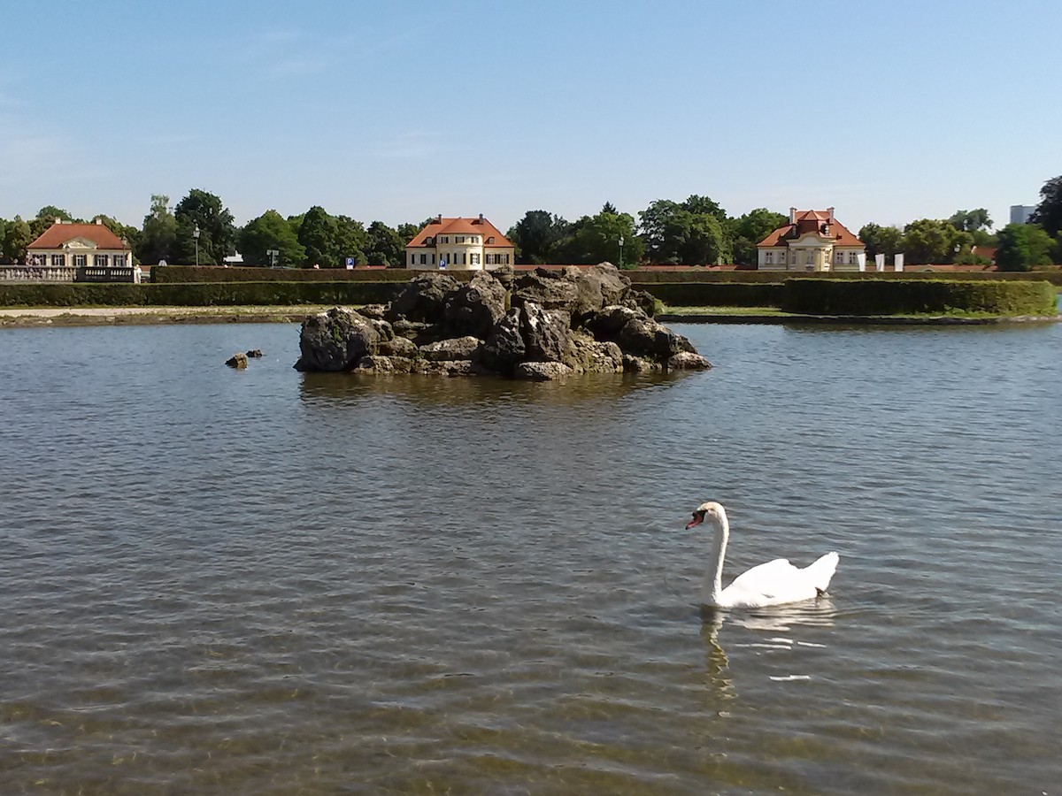 Cigno reale - ML659691116