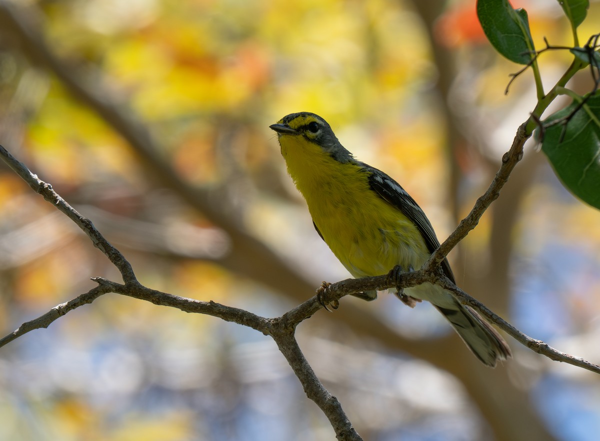 Adelaide's Warbler - ML659691202