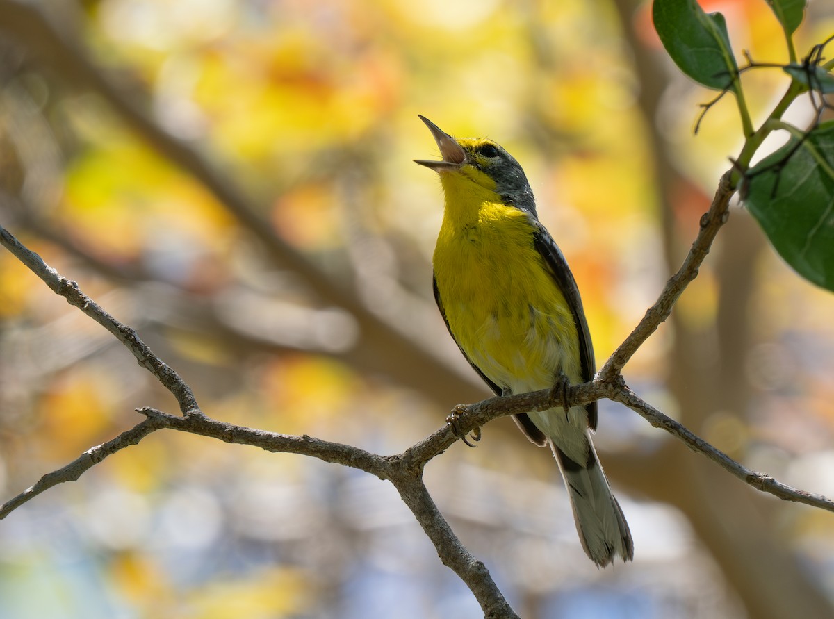 Adelaide's Warbler - ML659691203