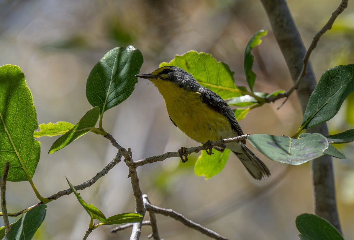 Adelaide's Warbler - ML659691204