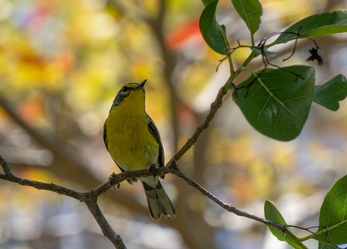 Adelaide's Warbler - ML659691205