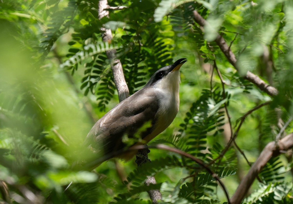 Mangrove Cuckoo - ML659691239