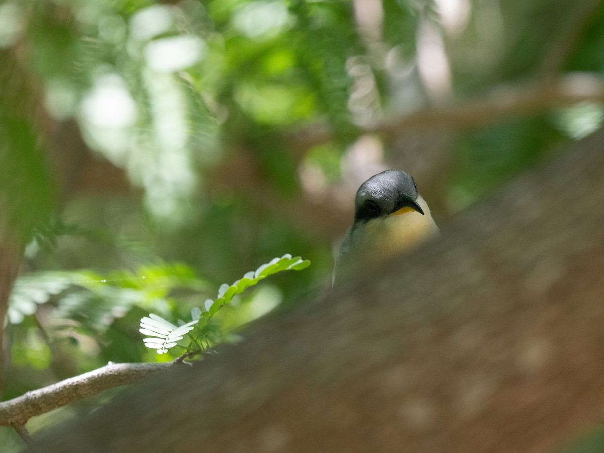 Mangrove Cuckoo - ML659691240