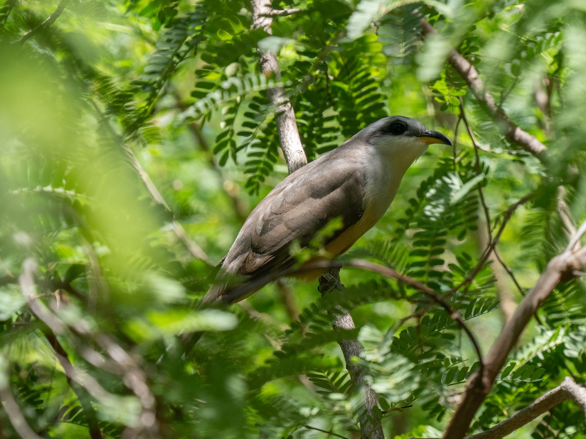 Mangrove Cuckoo - ML659691241