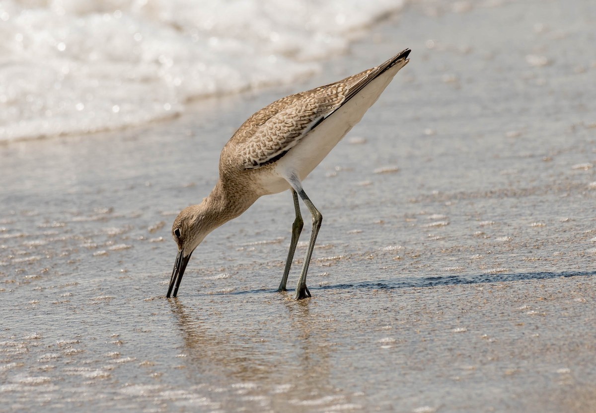 Willet (Western) - David Hall