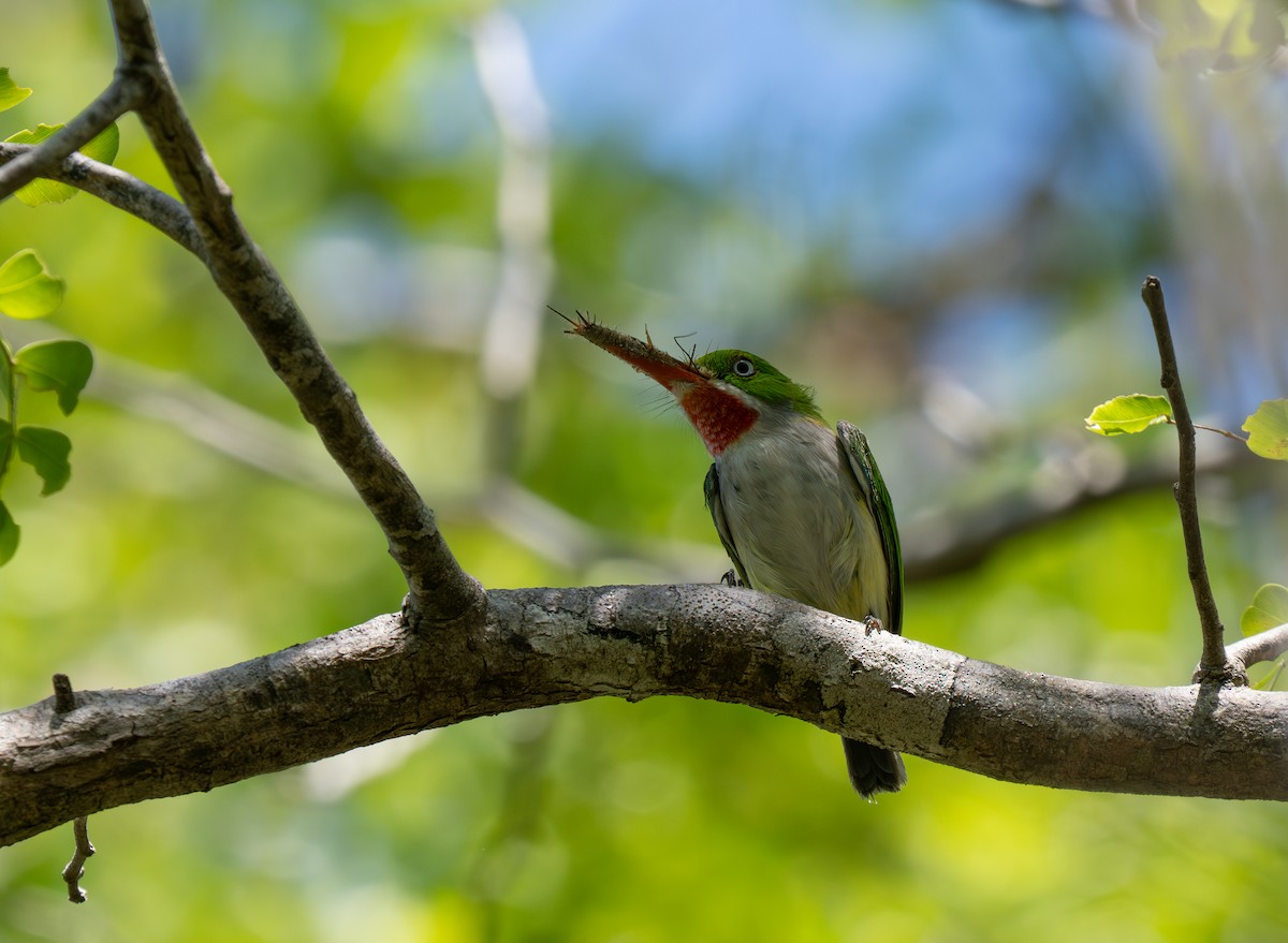 Puerto Rican Tody - ML659691311