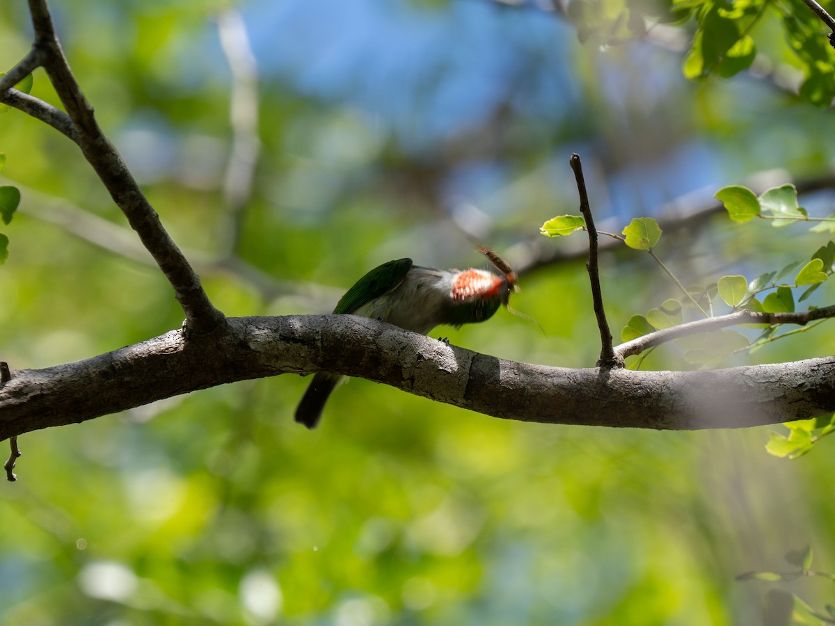 Puerto Rican Tody - ML659691313