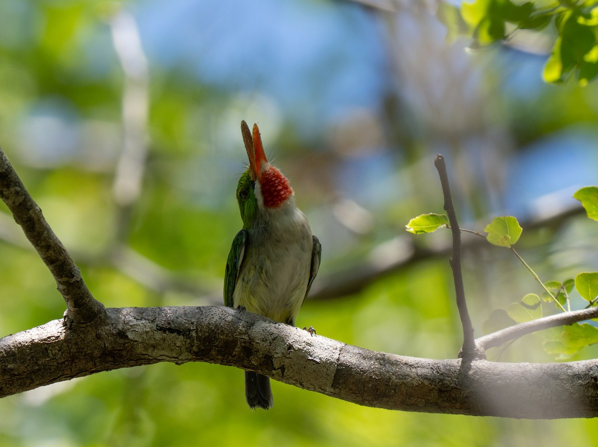 Puerto Rican Tody - ML659691314