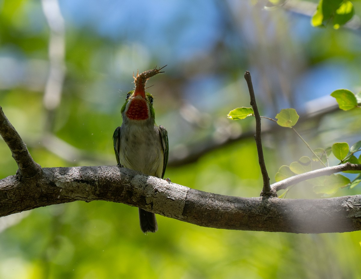 Puerto Rican Tody - ML659691315