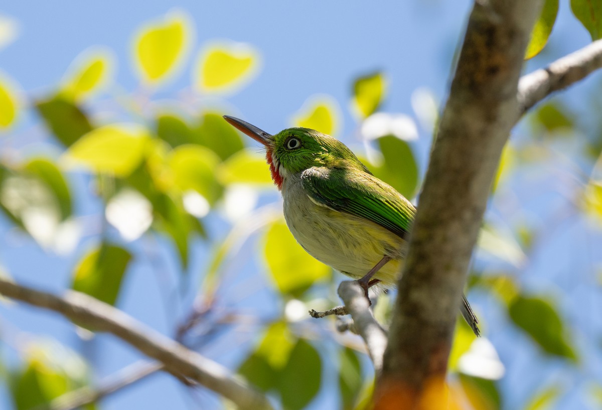Puerto Rican Tody - ML659691316