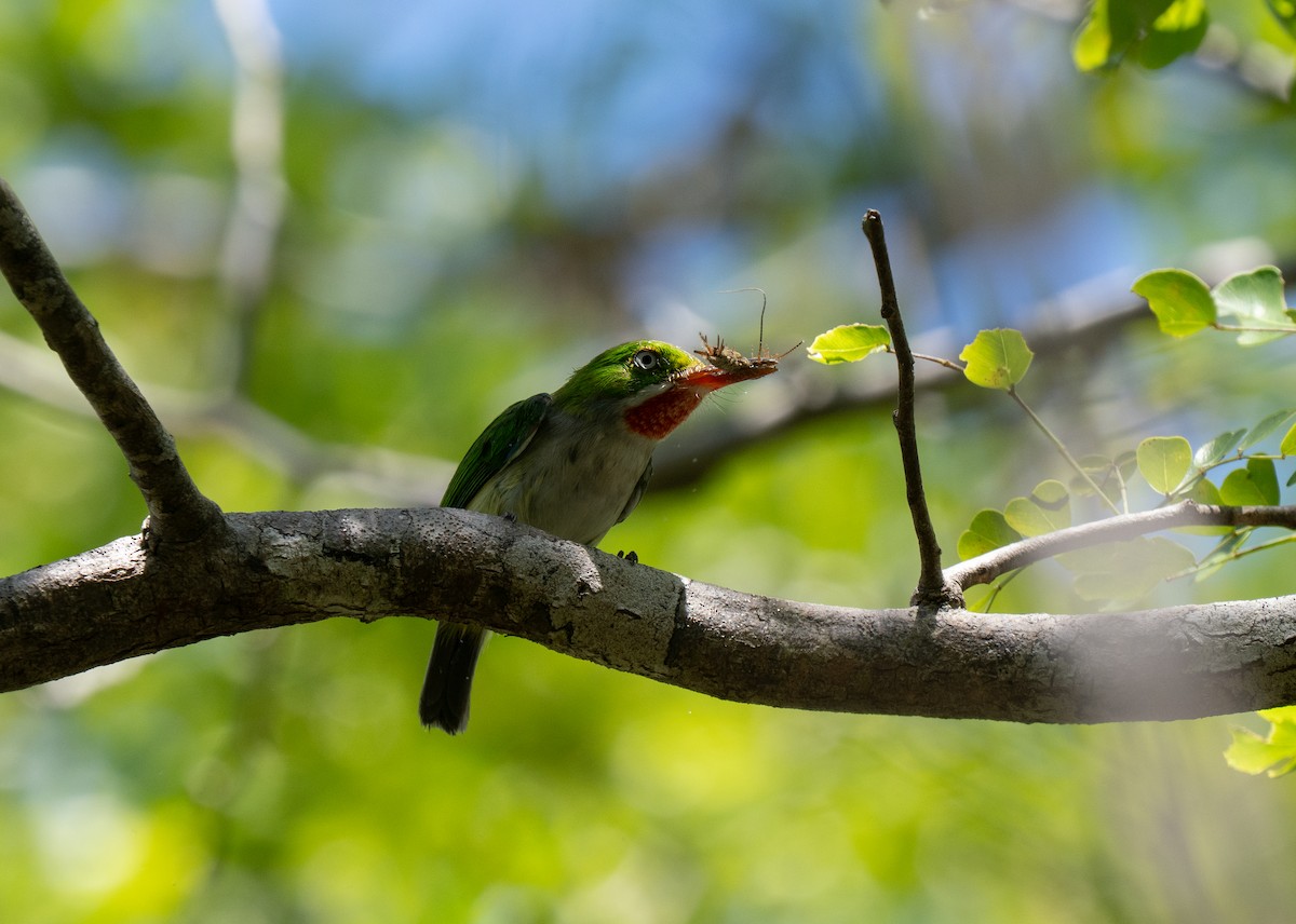 Puerto Rican Tody - ML659691317