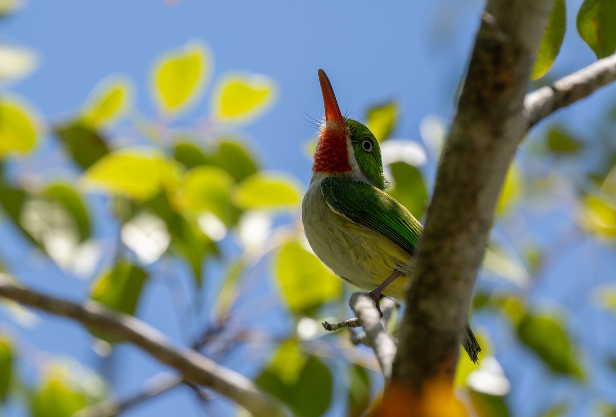 Puerto Rican Tody - ML659691318