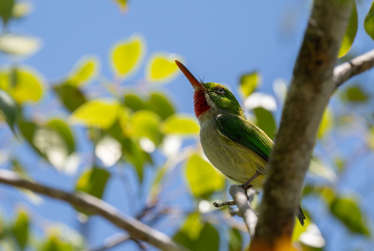 Puerto Rican Tody - ML659691319