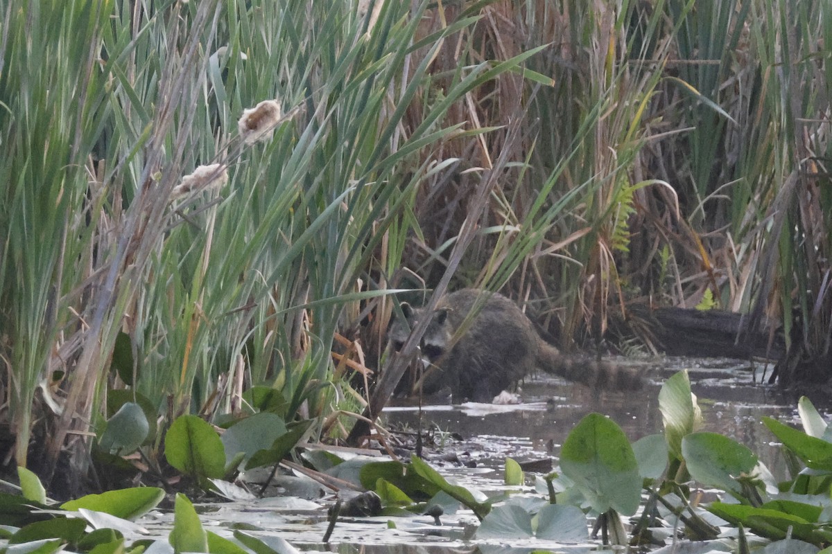 Eastern Raccoon - ML659691392
