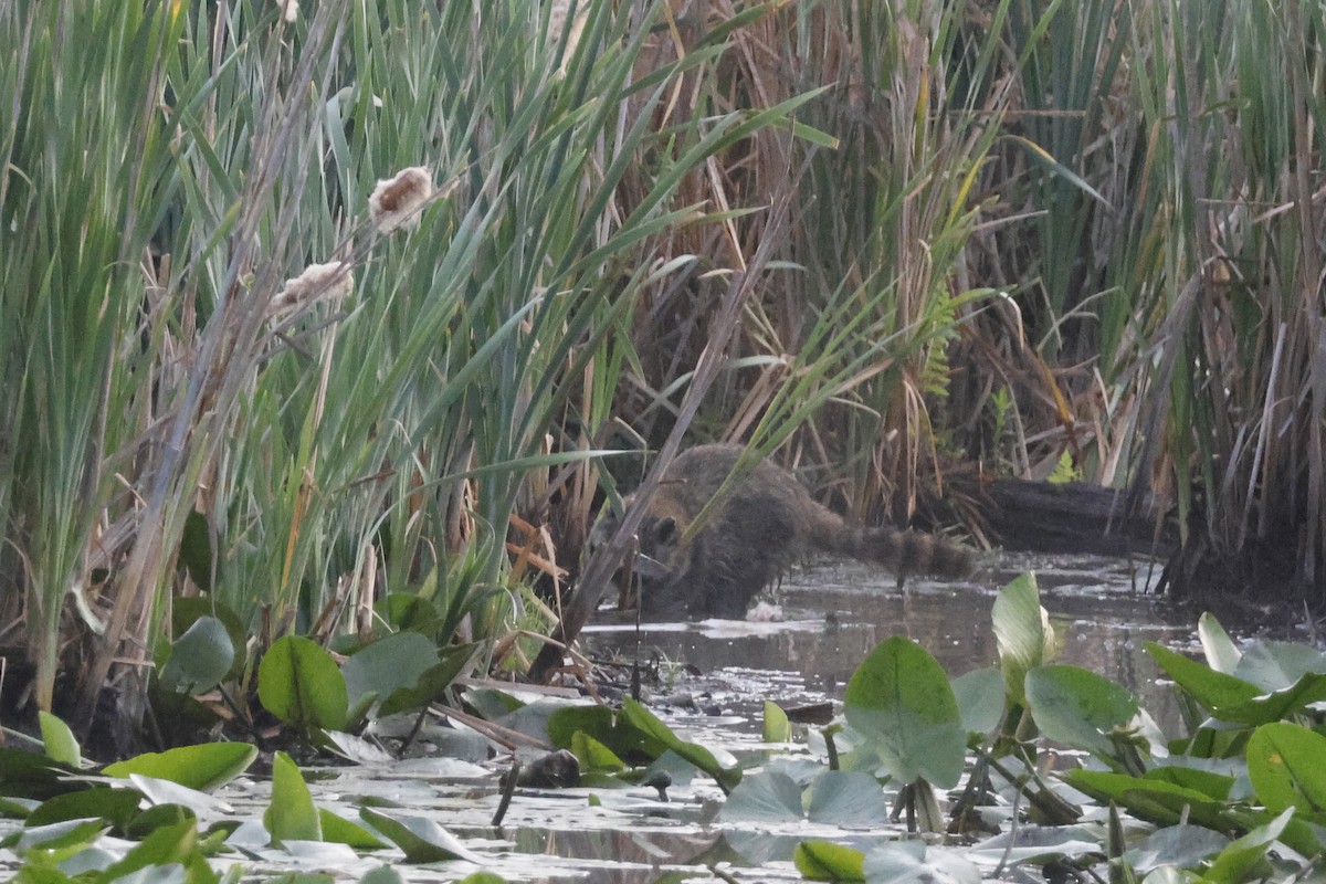 Eastern Raccoon - ML659691393