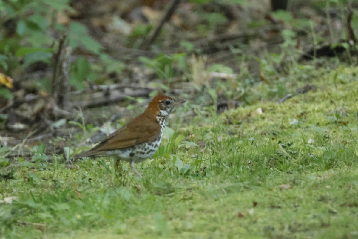 Wood Thrush - ML659691410