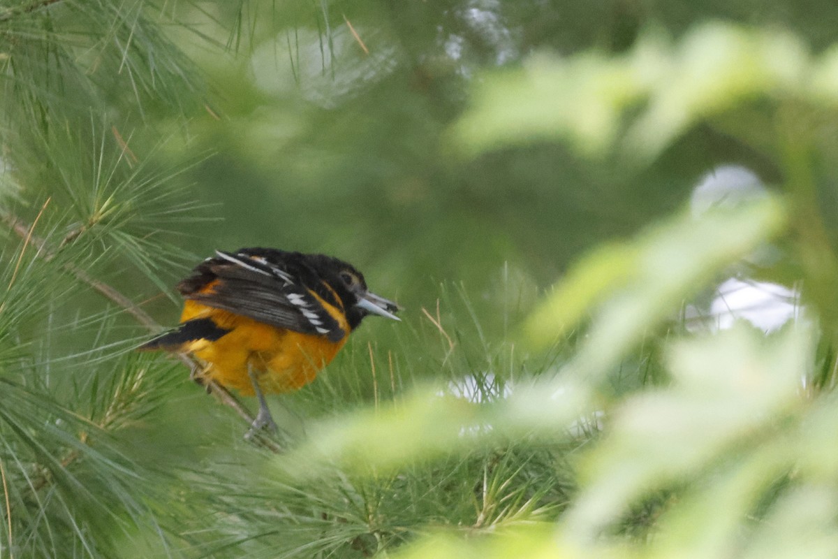Baltimore Oriole - ML659691423
