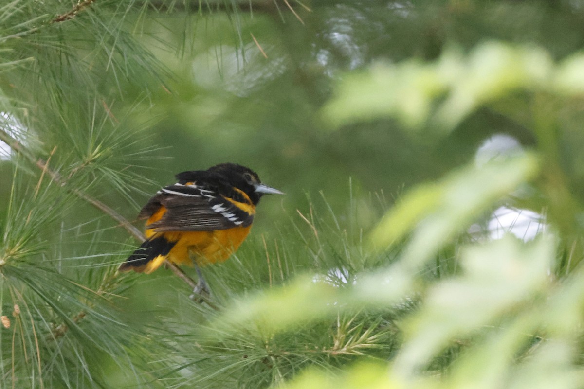 Baltimore Oriole - ML659691424