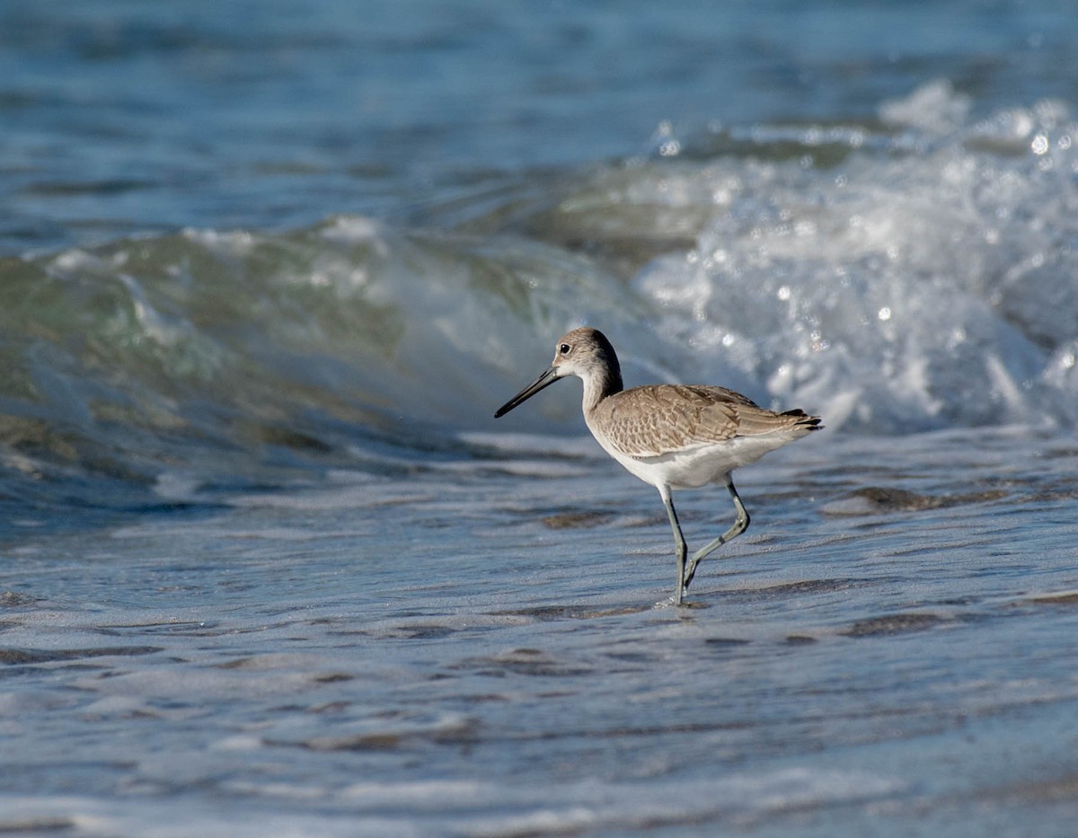 Willet (Western) - David Hall