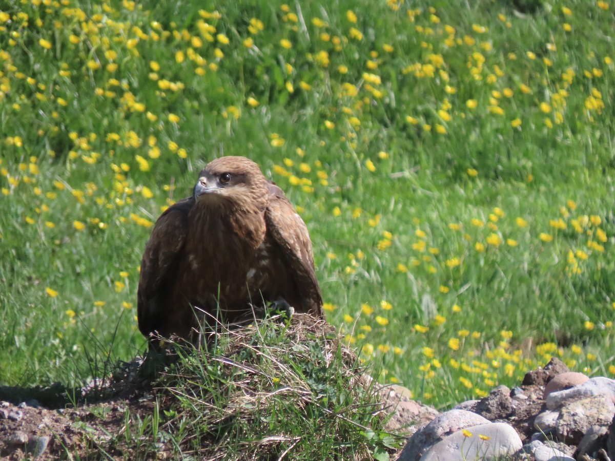 Black Kite (Black-eared) - ML659691858