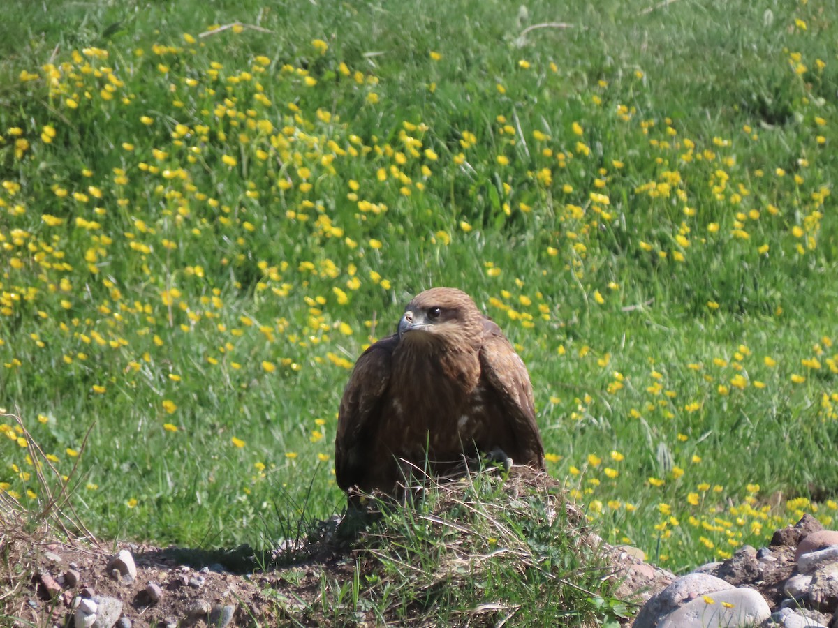 Black Kite (Black-eared) - ML659691859