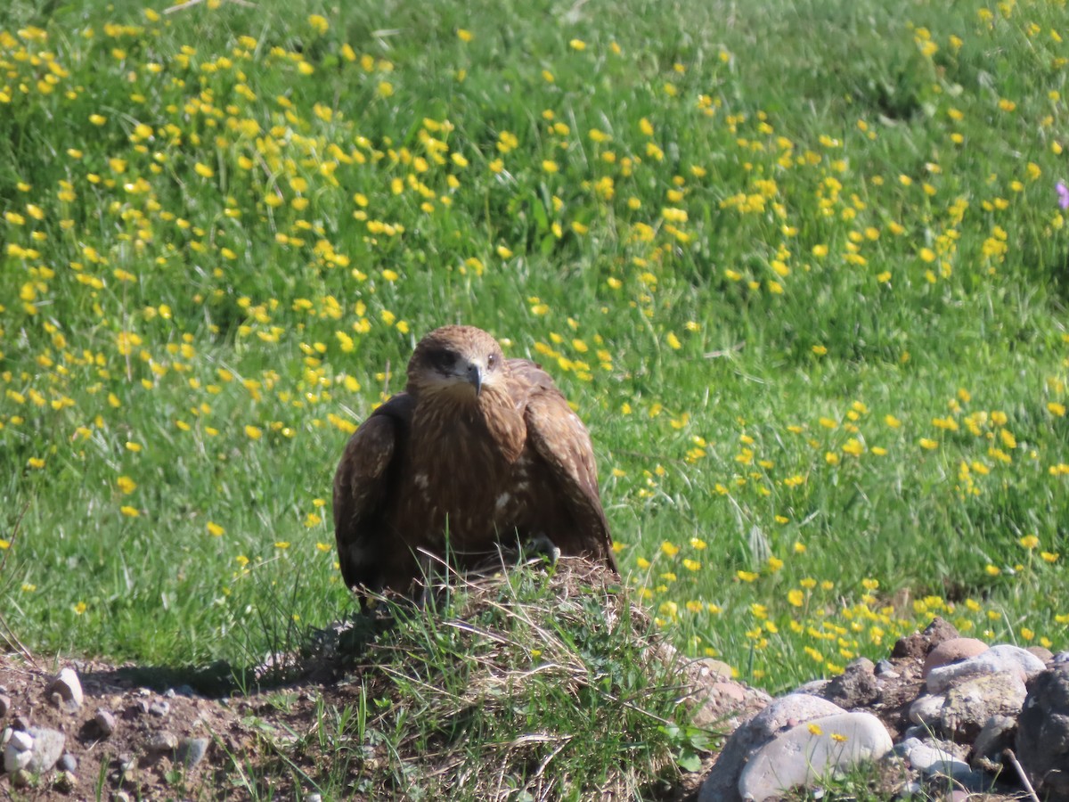 Black Kite (Black-eared) - ML659691860