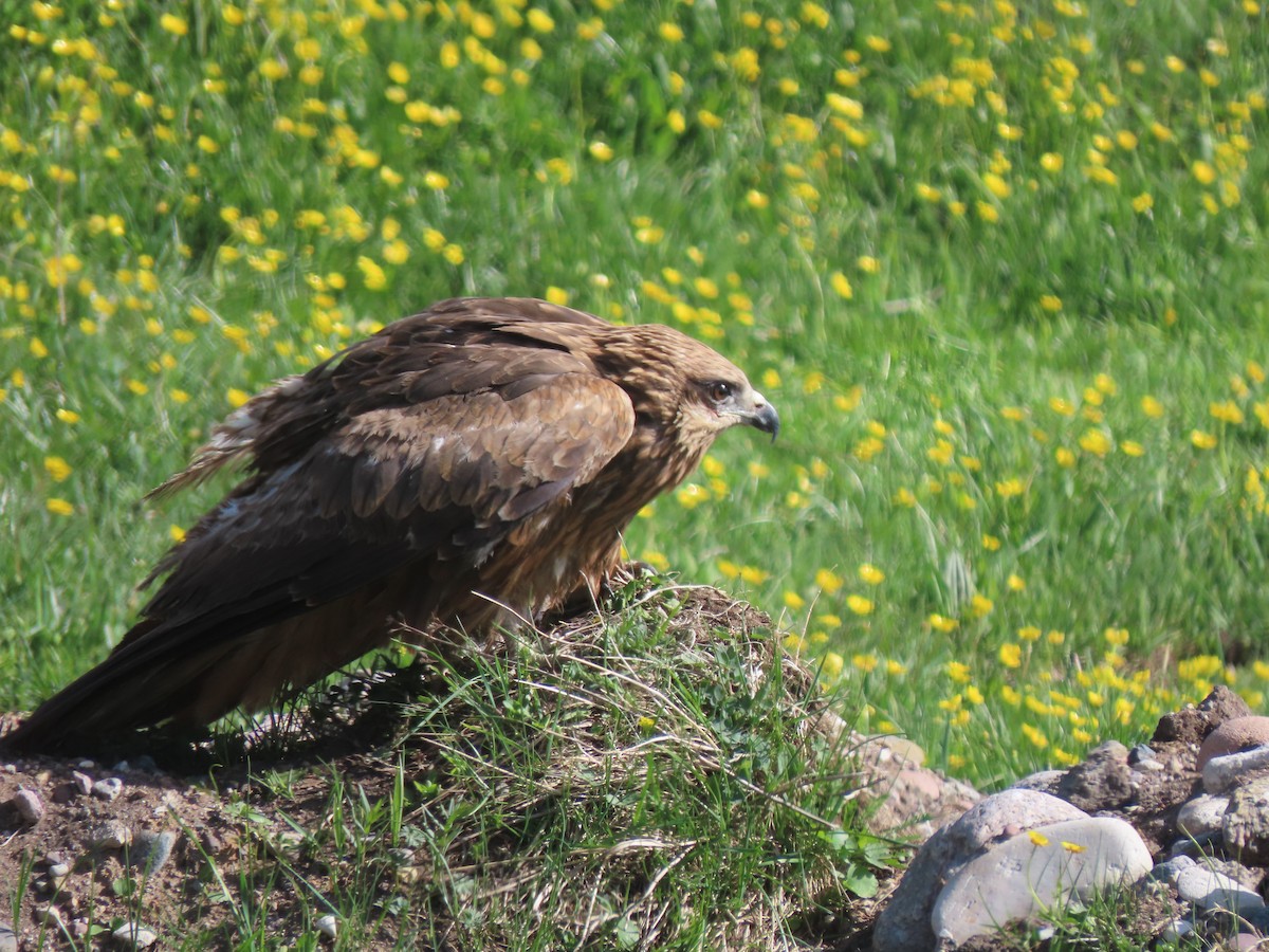 Black Kite (Black-eared) - ML659691861