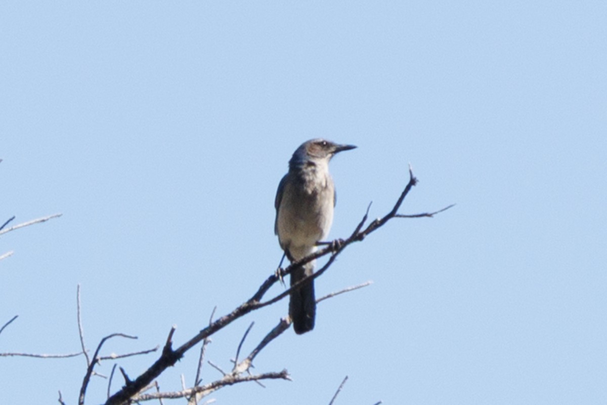 Woodhouse's Scrub-Jay - ML659692298