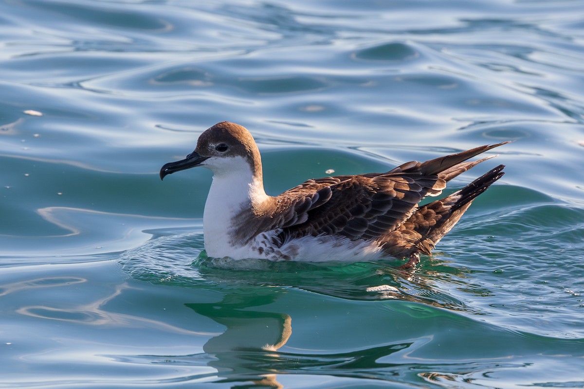 Great Shearwater - ML659692508