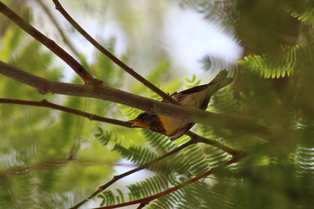 Northern Parula - ML659693130
