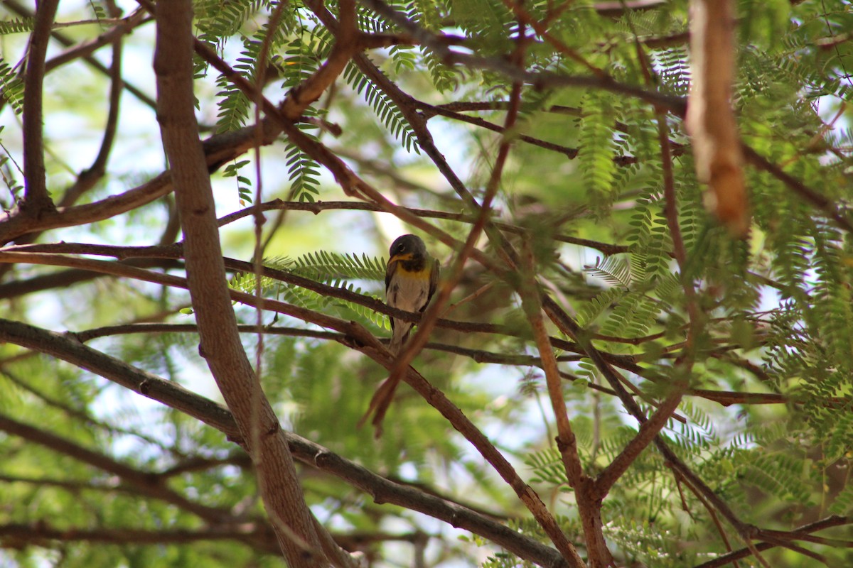 Northern Parula - ML659693180