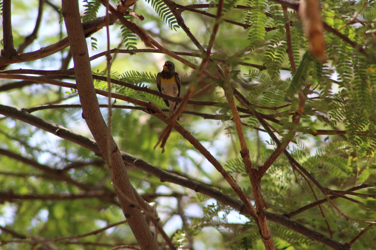 Northern Parula - ML659693210