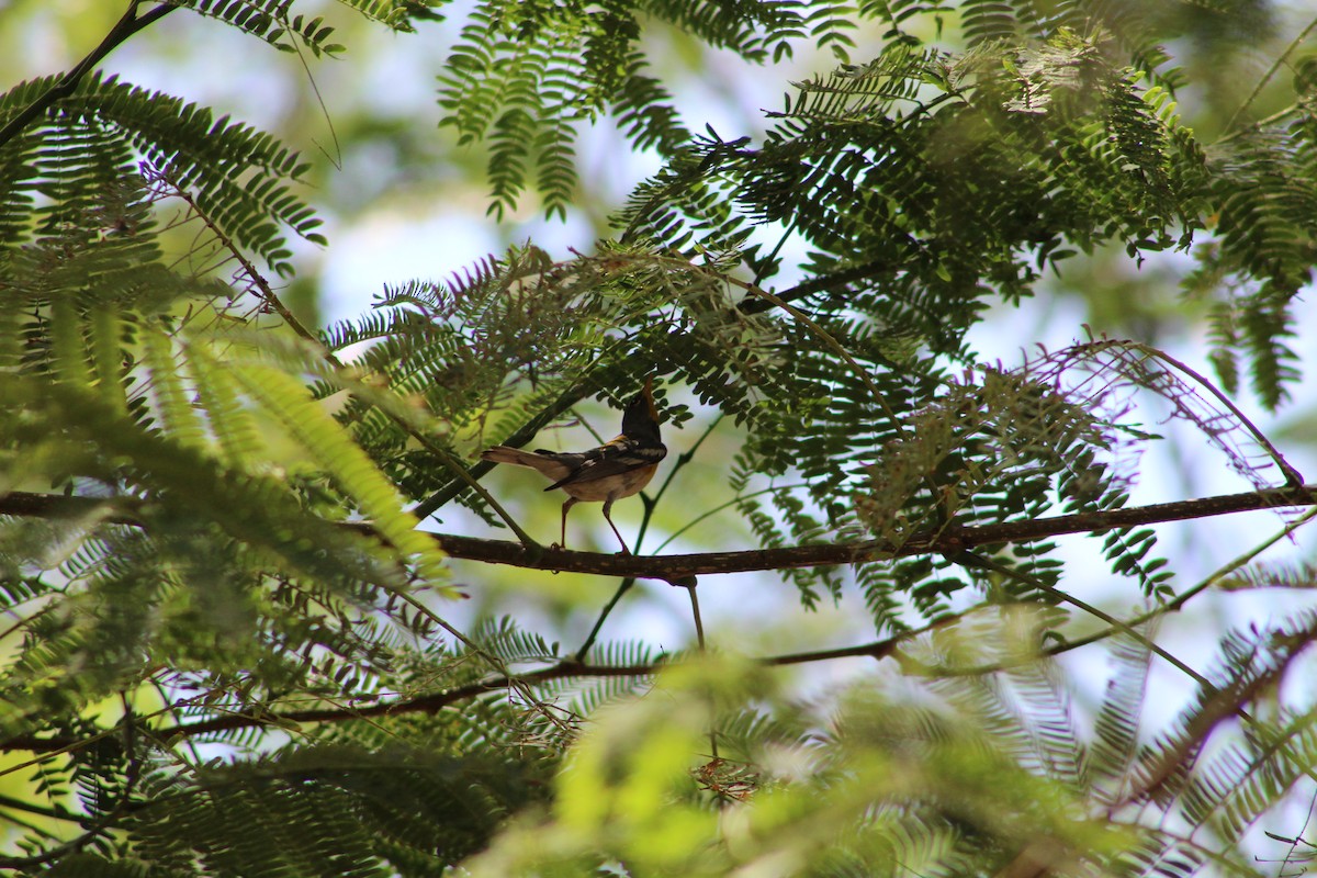 Northern Parula - ML659693240
