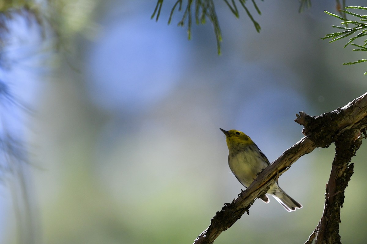 Hermit Warbler - ML659693804