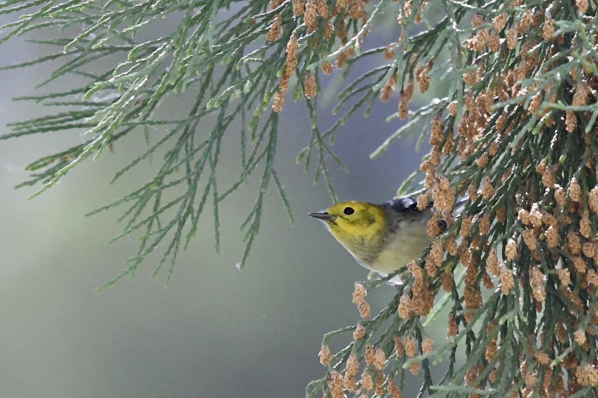 Hermit Warbler - ML659693805