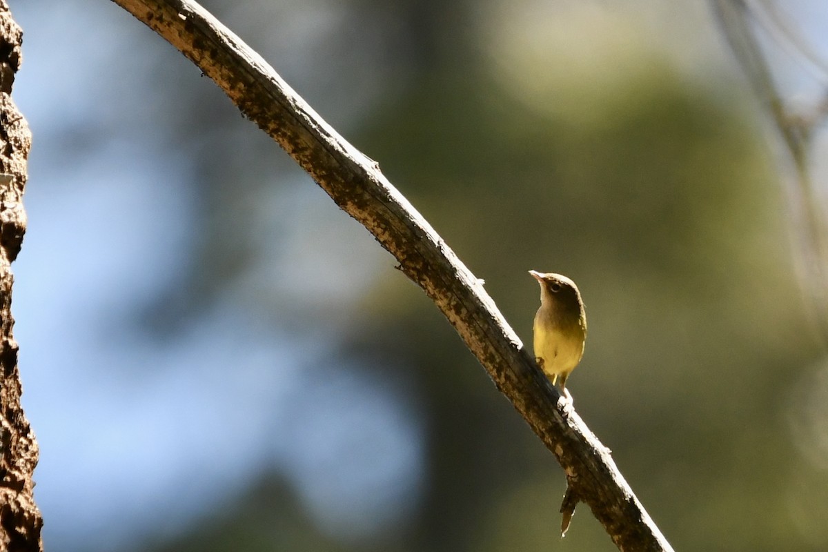 MacGillivray's Warbler - ML659693813