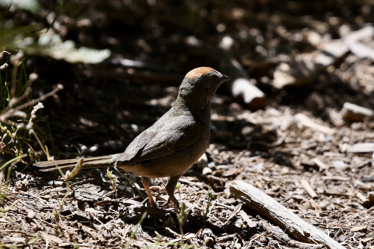 Green-tailed Towhee - ML659693852