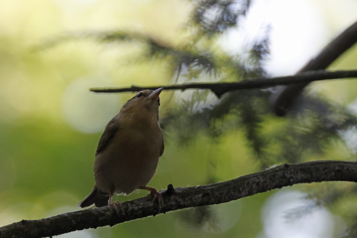 Worm-eating Warbler - ML659693955