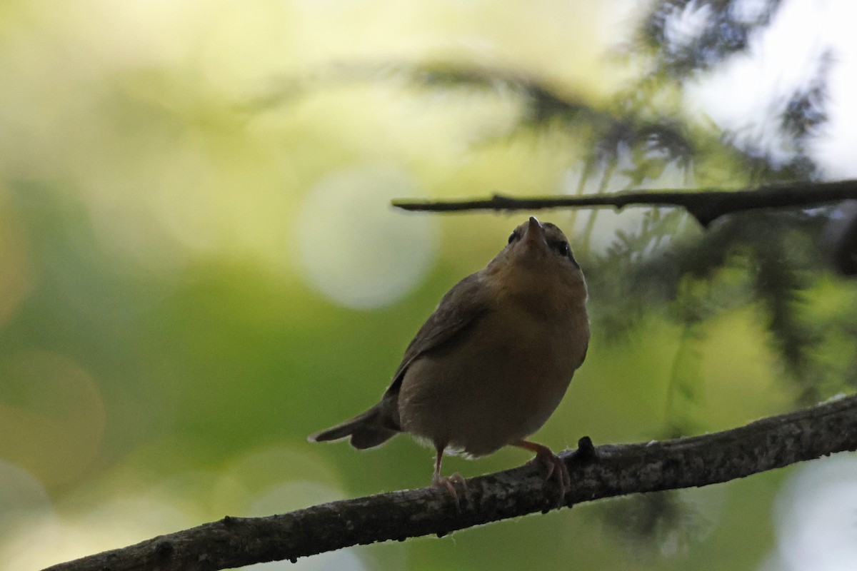Worm-eating Warbler - ML659693969