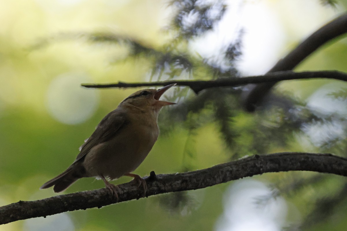 Worm-eating Warbler - ML659693989