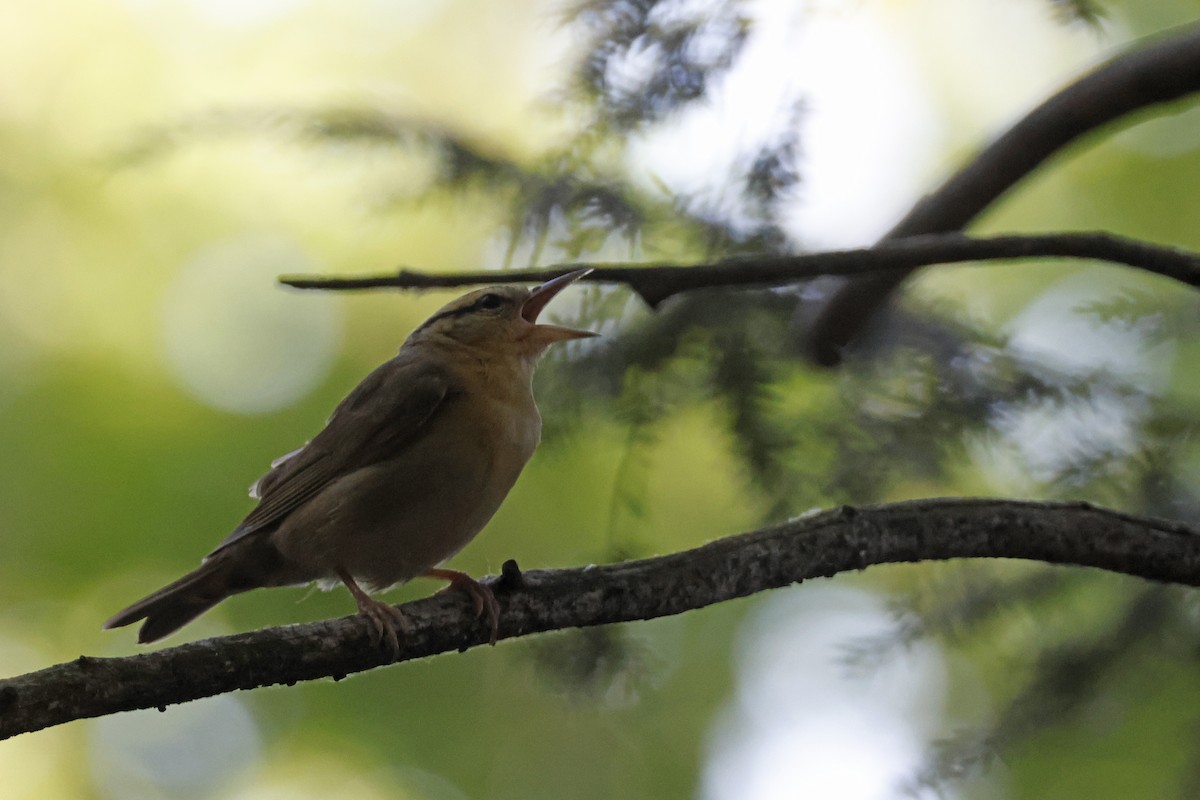 Worm-eating Warbler - ML659693990