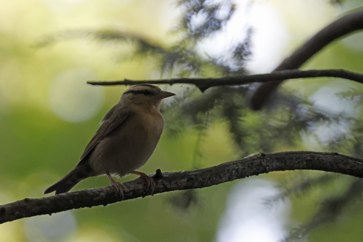 Worm-eating Warbler - ML659694004