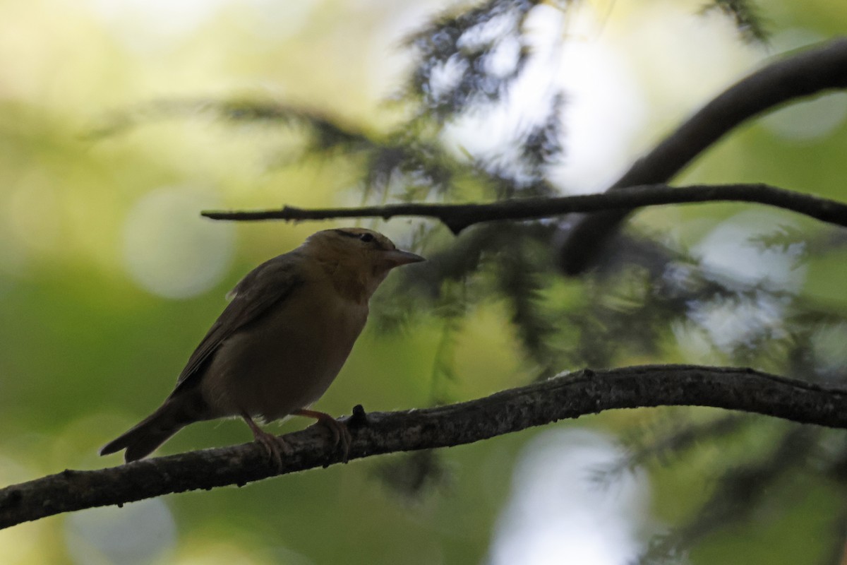 Worm-eating Warbler - ML659694007