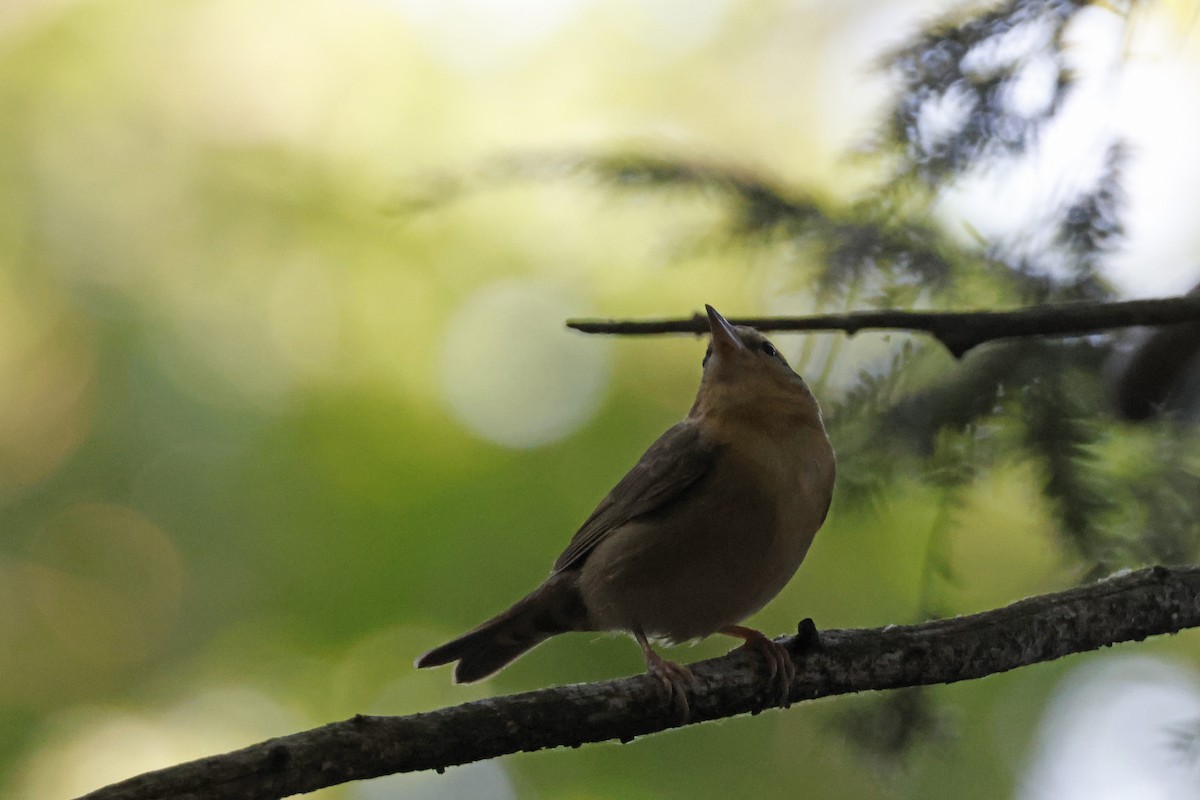 Worm-eating Warbler - ML659694024