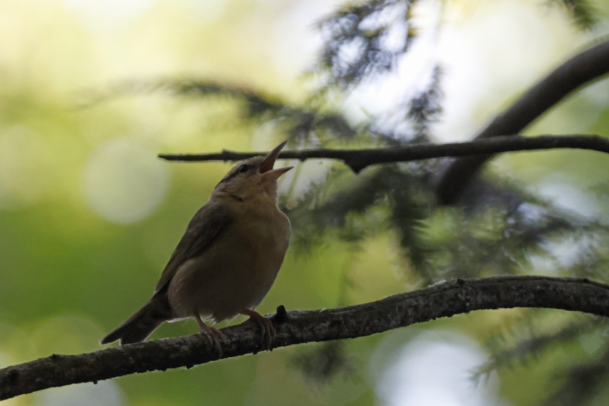 Worm-eating Warbler - ML659694028