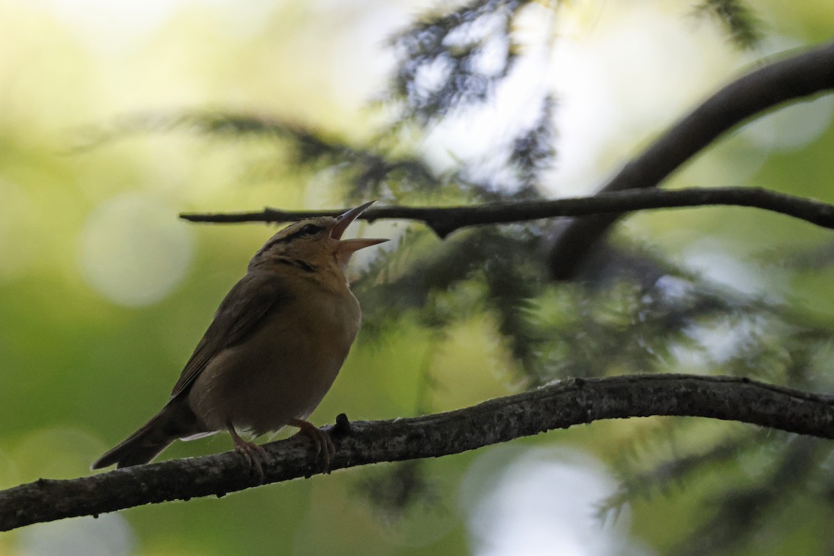 Worm-eating Warbler - ML659694050