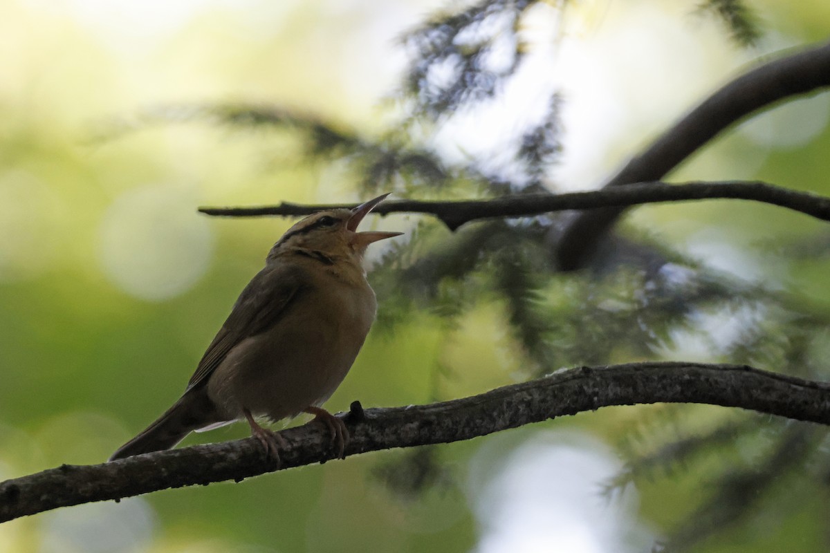 Worm-eating Warbler - ML659694051