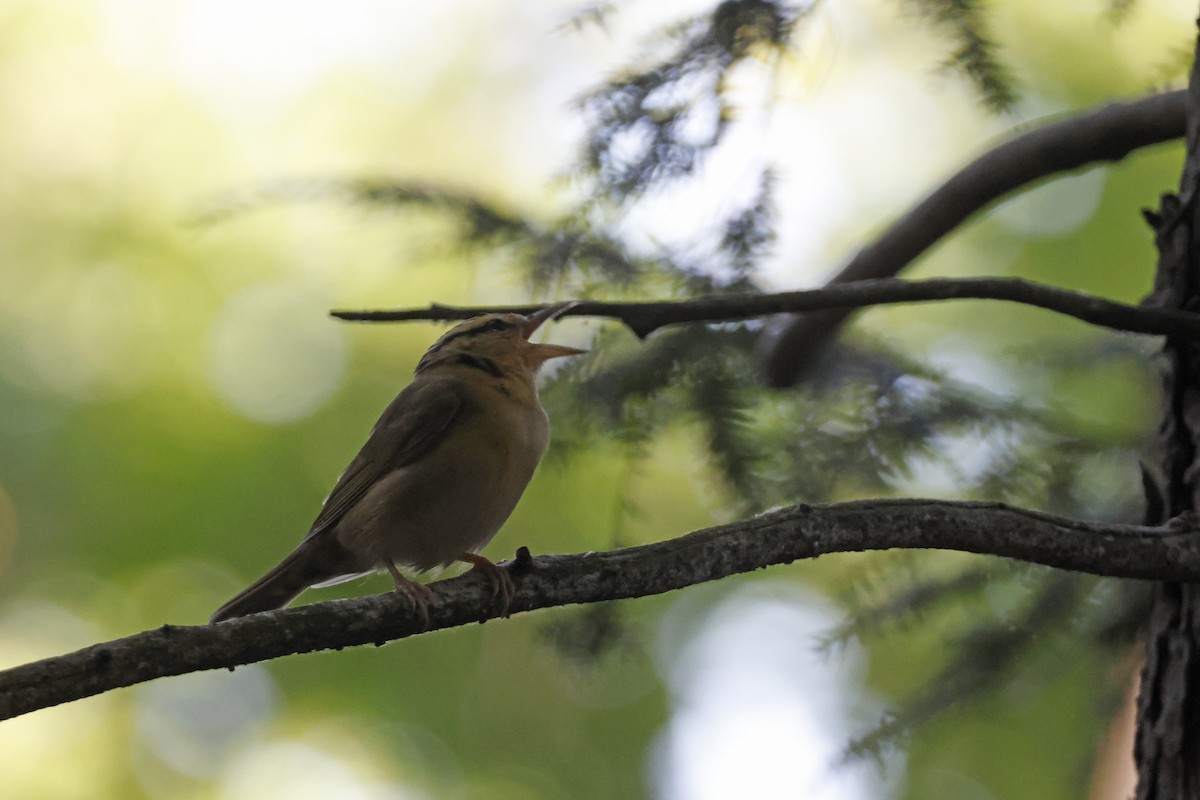 Worm-eating Warbler - ML659694052