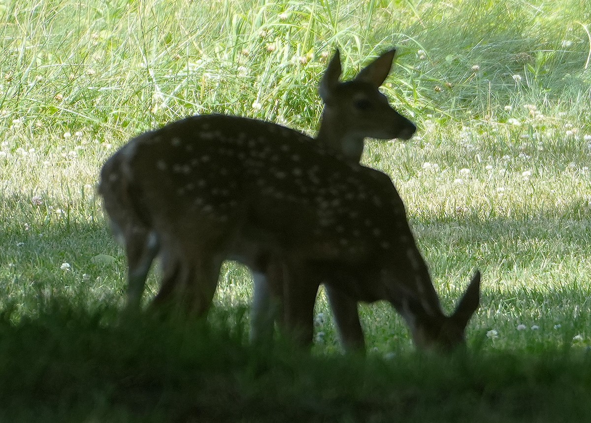 Tiere - ML659694123
