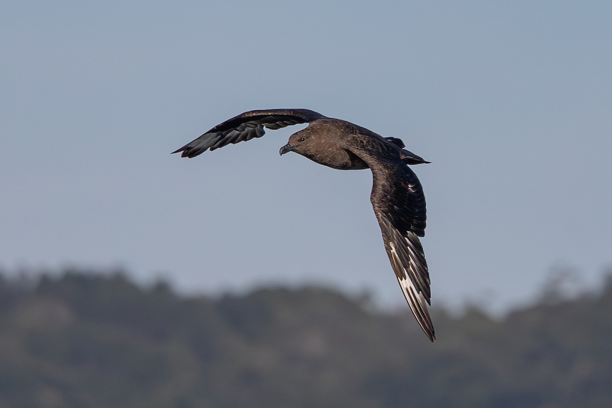 Brown Skua - ML659694168